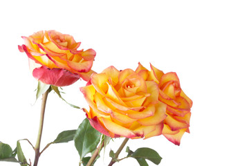 Bouquet of yellow-orange roses on a white background
