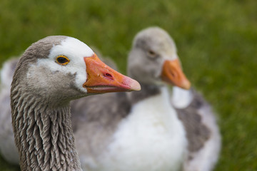 gray goose on green field