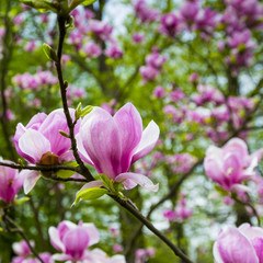 Pink magnolia tree blossom flower