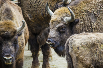 Wisent, European bison, Poland