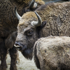 Wisent, European bison, Poland