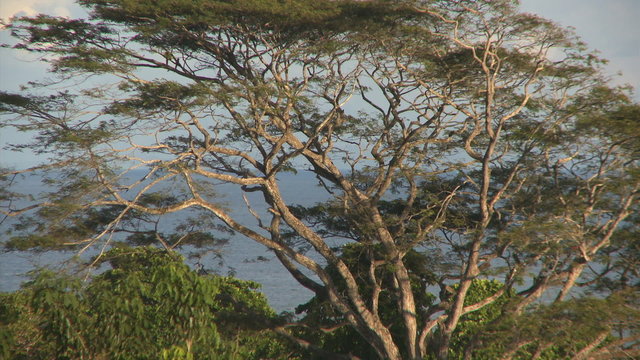 tropical birds in a tree