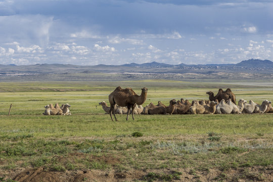 group of bactrian cammels in the steppe