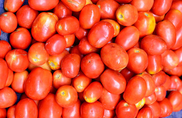 Vegetable - Tomato
