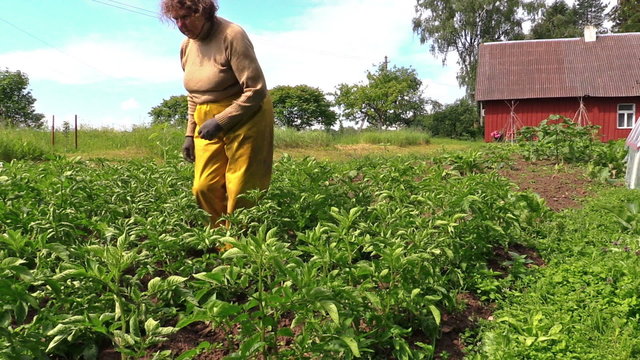 Senior gardener woman in pants care potato plants in rural field