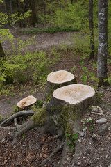 Abgesägte Bäume
