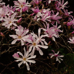 Obraz premium Magnolia × loebneri 'Leonard Messel'