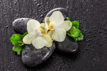 Fototapeta na wymiar Orchid flowers, green leaves, stones and water drops