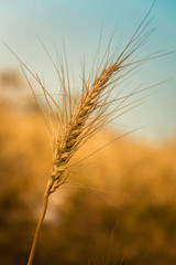 Golden Ripe Wheat