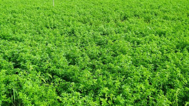 Medicago sativa field, alfalfa (4K)