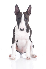 Miniatur Bullterrier Welpe sitzend auf weiß