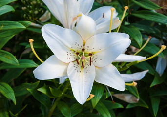 White lily on a bed in the garden