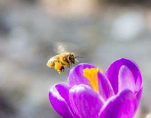 Bee flying to a purple crocus flower