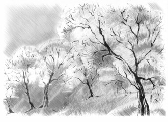 Sketch of the trees