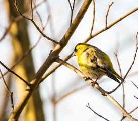Black-headed Goldfinch