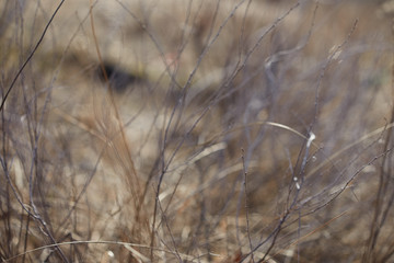 Fototapeta premium Nature background