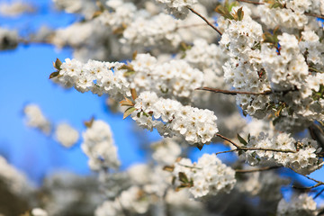 blossoming tree in spring.