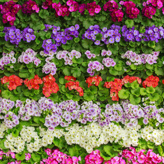 Fototapeta premium Spring flower. flower background