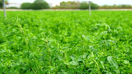 Medicago sativa field, alfalfa (4K)