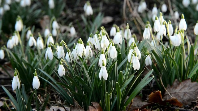 bed of snowdrops,real time,zom in