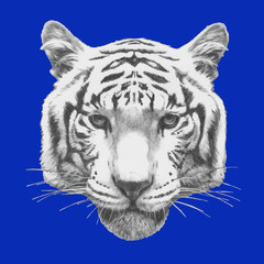 Hand drawn portrait of Tiger. Vector