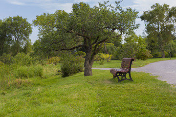 Empty chair in a quiet park next to a tree