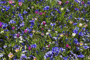 Flower bed of various types of flowers.