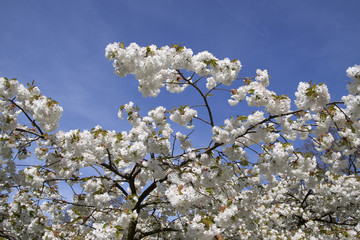 White flowers on the tree in spring