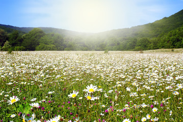 ox-eye daisy camomile