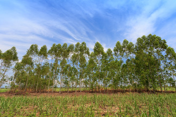 Obraz premium Eucalyptus tree on field