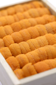 sea urchin roe, japanese sushi and sashimi ingredients