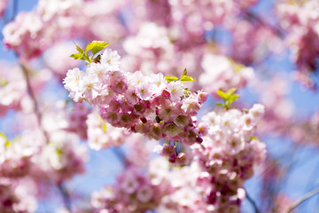 Sakura. Tree cherry on the garden.