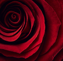 Obraz premium Beautiful red rose