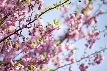 Obraz premium Sakura. Tree cherry on the garden.