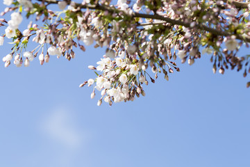 Sakura. Tree cherry on the garden.
