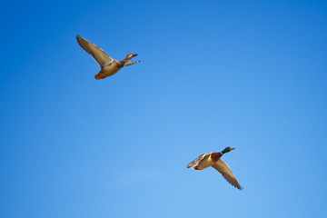Anatre in volo