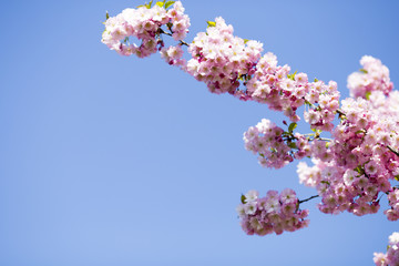 Sakura. Tree cherry on the garden.