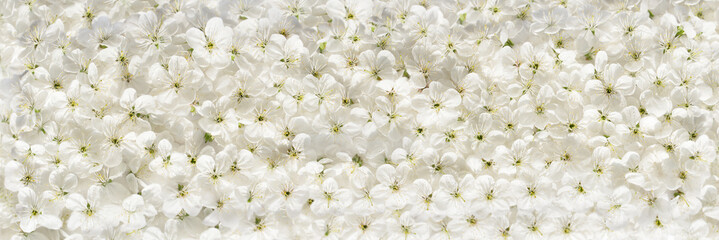 Fototapety  Białe wiśniowe kwiaty panoramiczne tło .