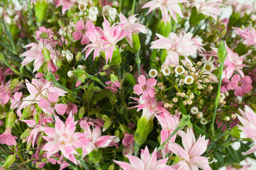 dettaglio di fiori in giaridino