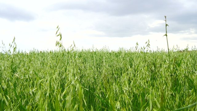 Unripe Oat field, green (4K)