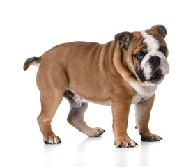 Obraz premium puppy playing