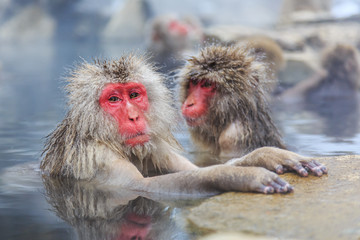 Snow monkeys, Japan
