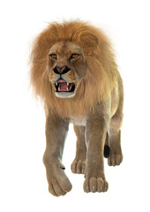 Male Lion