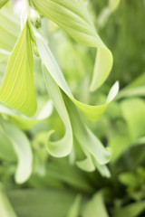 green plant background