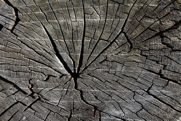 wood background. Wood texture of cut tree trunk
