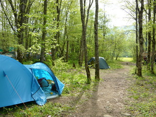 tourist tents in forest at campsite