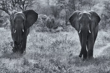 Poster Two elephant bulls walking through bush artistic conversion © Alta Oosthuizen