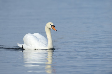 Mute swan (Cygnus olor) swimming in blue water with reflection.