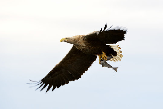 White-tailed eagle (Haliaeetus albicilla) catching fish in Norwegian bay.