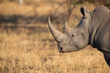 Fototapeten Lone rhino standing on open area looking for safety from poacher © Alta Oosthuizen